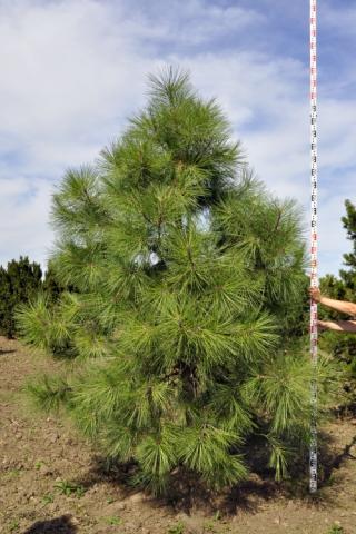 Pinus ponderosa